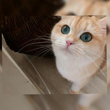 Britse luxe gesteriliseerd poes Black Golden shell, STAMBOOM beschikbaar voor biedingen