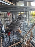 grijse roodstaart, Dieren en Toebehoren, Vogels | Parkieten en Papegaaien, Vrouwelijk, Papegaai, Pratend