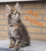 Maine coon kittens zoeken gouden mandje, Dieren en Toebehoren, Katten en Kittens | Raskatten | Langhaar, Meerdere dieren, Gechipt