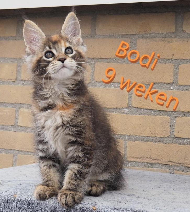 Maine coon kittens zoeken gouden mandje, Dieren en Toebehoren, Katten en Kittens | Raskatten | Langhaar, Meerdere dieren, 0 tot 2 jaar