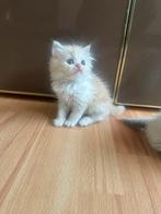 Lieve pers kittens, Dieren en Toebehoren, Katten en Kittens | Raskatten | Langhaar, Meerdere dieren, Ontwormd