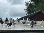 Birmingham Rollers, Dieren en Toebehoren, Vogels | Duiven, Meerdere dieren, Overige soorten