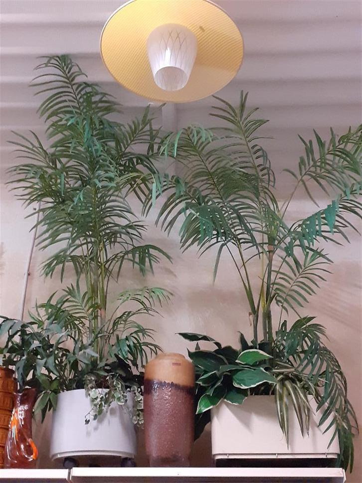 Plantenbakken '70s ( Retro/Vintage/Design ), Huis en Inrichting, Woonaccessoires | Kunstplanten en Kunstbloemen, Gebruikt, Binnen