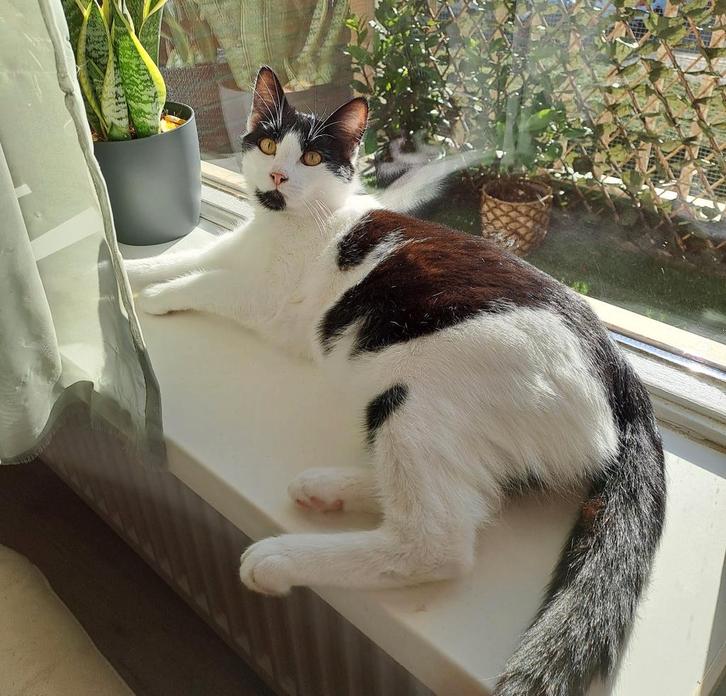 Lieve aanhankelijke kitten (7 mndn), Dieren en Toebehoren, Katten en Kittens | Overige Katten, Kortharig, Kater, 0 tot 2 jaar
