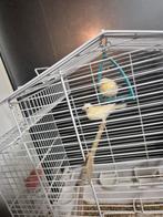 2 Kanaries, Dieren en Toebehoren, Vogels | Kanaries, Geslacht onbekend, Kleurkanarie