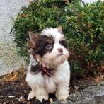 Yorkshire Terriër Biro meisje Tacup xxs, Dieren en Toebehoren, Honden | Jack Russells en Terriërs, Yorkshire Terriër, Fokker | Hobbymatig