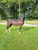 Verzorger gezocht voor grondwerk/longeren, Dieren en Toebehoren, Stalling en Weidegang