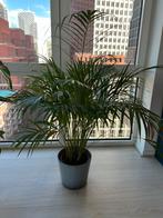 Mooie kamerplanten met pot, Ophalen, Palm, Halfschaduw, In pot