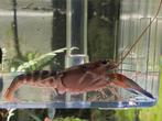 Cherax sp peacock! Nog een paar!!, Dieren en Toebehoren, Vissen | Aquariumvissen, Kreeft, Krab of Garnaal, Zoetwatervis