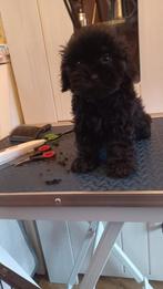 Shihzu x toypoedel (shihpoo), Parvo, Overige rassen, 8 tot 15 weken, Meerdere