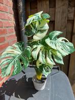 Kunstplant Monstera albino, nieuw!, Ophalen of Verzenden, Nieuw, Binnen