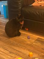 kat te koop, Dieren en Toebehoren, Katten en Kittens | Overige Katten, Kater, Kortharig, 0 tot 2 jaar