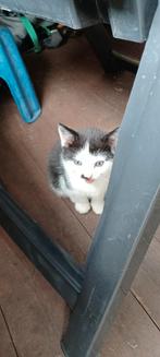 Kitten een katertje mag zijn nest verlaten, Dieren en Toebehoren, Katten en Kittens | Overige Katten, Kater, Kortharig, 0 tot 2 jaar