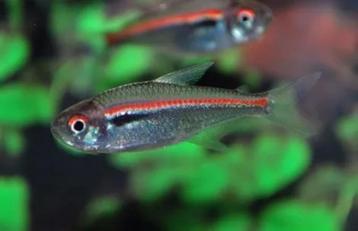 aquarium beschikbaar voor biedingen