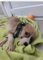 Caharias – klein jongetje uit Bosnië met een groot hart, Dieren en Toebehoren, Honden | Niet-rashonden, Particulier, Rabiës (hondsdolheid)