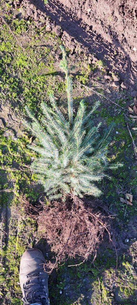 Plantgoed kerstbomen te koop, Tuin en Terras, Planten | Struiken en Hagen, Overige soorten, Minder dan 100 cm, Ophalen