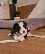 Border collie pups, CDV (hondenziekte), 8 tot 15 weken, Collie, Meerdere