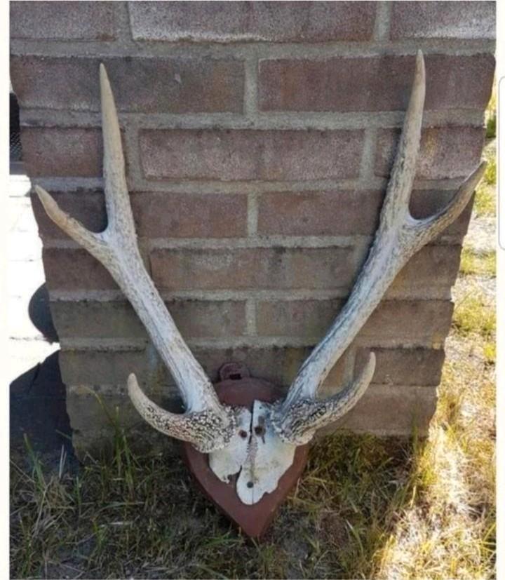 Prachtige Rusa Sambar hert schedel ( Aziatisch) herten soort, Verzamelen, Dierenverzamelingen, Zo goed als nieuw, Schedel, Hert