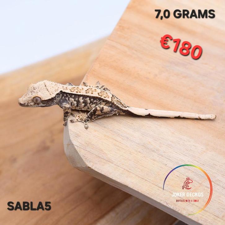 Wimpergekko Correlophus ciliatus JOKERGECKOS