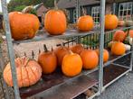 Halloween pompoenen, Tuin en Terras, Ophalen, Zo goed als nieuw