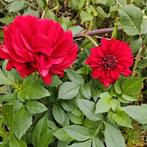 Dahlia knollen te koop, Tuin en Terras, Bloembollen en Zaden, Ophalen, Voorjaar, Volle zon, Knol