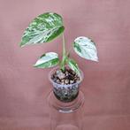 Monstera Deliciosa Albo Variegata, Huis en Inrichting, Kamerplanten, Overige soorten, Minder dan 100 cm, Groene kamerplant, Halfschaduw