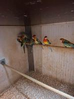 Rosella's, Dieren en Toebehoren, Vogels | Parkieten en Papegaaien, Meerdere dieren, Parkiet, Geringd