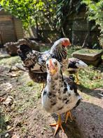 Zweedse Bloemkip Haan, Dieren en Toebehoren, Pluimvee, Mannelijk, Kip