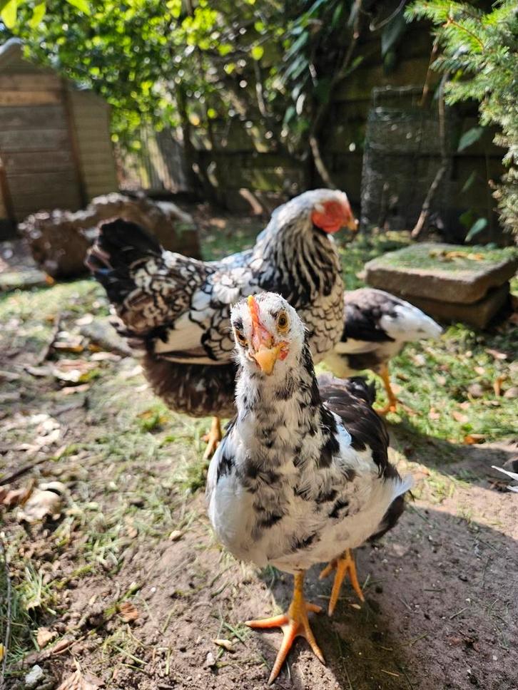 Zweedse Bloemkip Haan, Dieren en Toebehoren, Pluimvee, Kip, Mannelijk