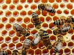 Verse Voorjaars Honing., Dieren en Toebehoren, Bijen