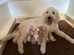 Blonde Labradoodle Pups met Stamboom, CDV (hondenziekte), Meerdere, 8 tot 15 weken, Meerdere dieren