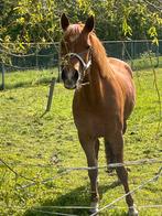 Prachtige New Forest merrie 5 jaar all round, Dieren en Toebehoren, Pony's, B, Merrie, Gechipt, 3 tot 6 jaar