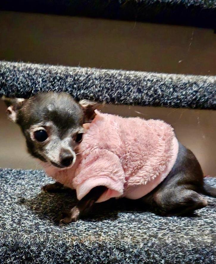 Hondentrui Handmade Chihuahua pup Naakthond Pom York Mops, Dieren en Toebehoren, Hondenkleding, Nieuw, Hondentrui, Ophalen of Verzenden