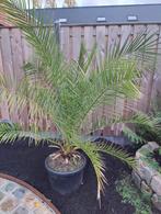 Phoenix Canariensis - Dadel palm, Tuin en Terras, Planten | Bomen, Bloeit niet, 100 tot 250 cm, Palmboom, Ophalen