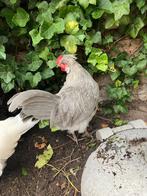 Prachtige lavendel araucana haan, Dieren en Toebehoren, Pluimvee, Mannelijk, Kip