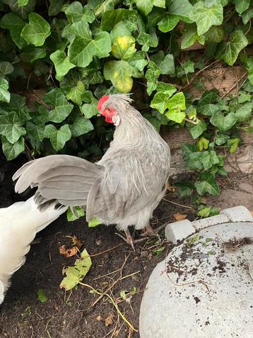 Prachtige lavendel araucana haan beschikbaar voor biedingen