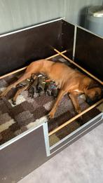 Nest  Rhodesian Ridgeback pups met stamboom, Dieren en Toebehoren, 8 tot 15 weken, Meerdere, Meerdere dieren, Nederland