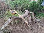 Te koop Koningsfazanten, Dieren en Toebehoren, Meerdere dieren, Kip