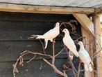 Duif (wit), Dieren en Toebehoren, Pluimvee, Geslacht onbekend