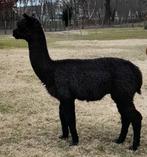 Alpaca hengst, Dieren en Toebehoren, Overige Dieren, Maart, Mannelijk