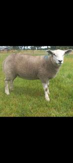 16 Engelse Texelaar ooien, Vrouwelijk, Schaap