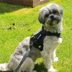 Nestaankondiging Shih zu x maltipoo pups, Dieren en Toebehoren, Overige rassen, 1 tot 2 jaar, Meerdere, Meerdere dieren