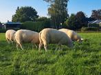 Swifter dekrammen, Dieren en Toebehoren, Schapen, Geiten en Varkens, Mannelijk, Schaap