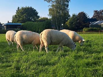 Swifter dekrammen  beschikbaar voor biedingen