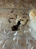 Gratis Mieren Kolonies en benodigdheden!, Dieren en Toebehoren, Mieren