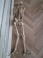 Medische mensen skelet kunstof, Antiek en Kunst, Ophalen