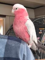 Zeer lieve rose kaketoe, Dieren en Toebehoren, Vogels | Parkieten en Papegaaien, Vrouwelijk, Papegaai, Geringd