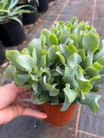 Crassula, Ophalen of Verzenden, Overige soorten, Minder dan 100 cm