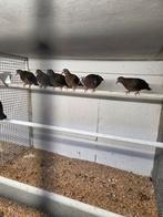 Tropische duiven, Dieren en Toebehoren, Vogels | Duiven, Meerdere dieren, Overige soorten