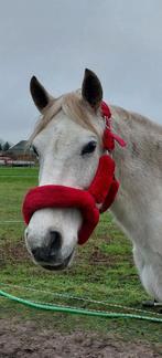 Prachtig rood halster, Dieren en Toebehoren, Ophalen of Verzenden, Overige soorten
